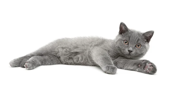 Küçük yavru kedi beyaz zemin üzerinde yer alır. — Stok fotoğraf