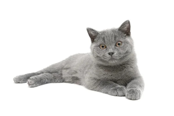 Gray kitten (age 3.5 months) isolated on white background — Stock Photo, Image
