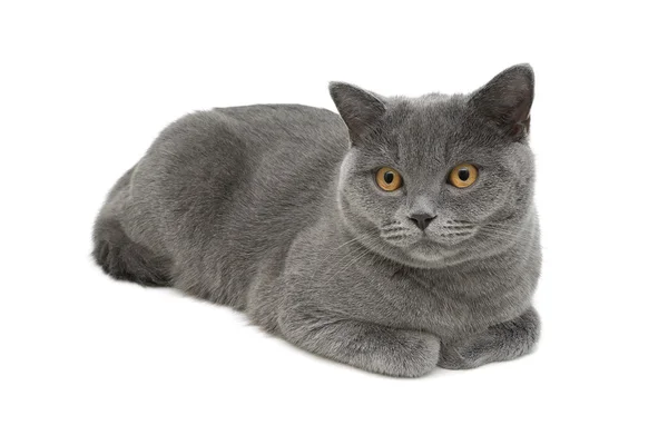 Gatto grigio (razza scozzese dritto) primo piano su sfondo bianco — Foto Stock