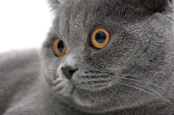 一只灰色的猫的画像 （直繁殖苏格兰） 特写 — 图库照片
