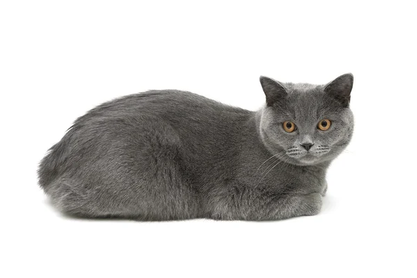 Gato cinza (idade 10,0 meses) deitado sobre um fundo branco — Fotografia de Stock