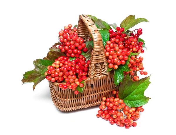 Viburnum berries in a basket on a white background — Stock Photo, Image