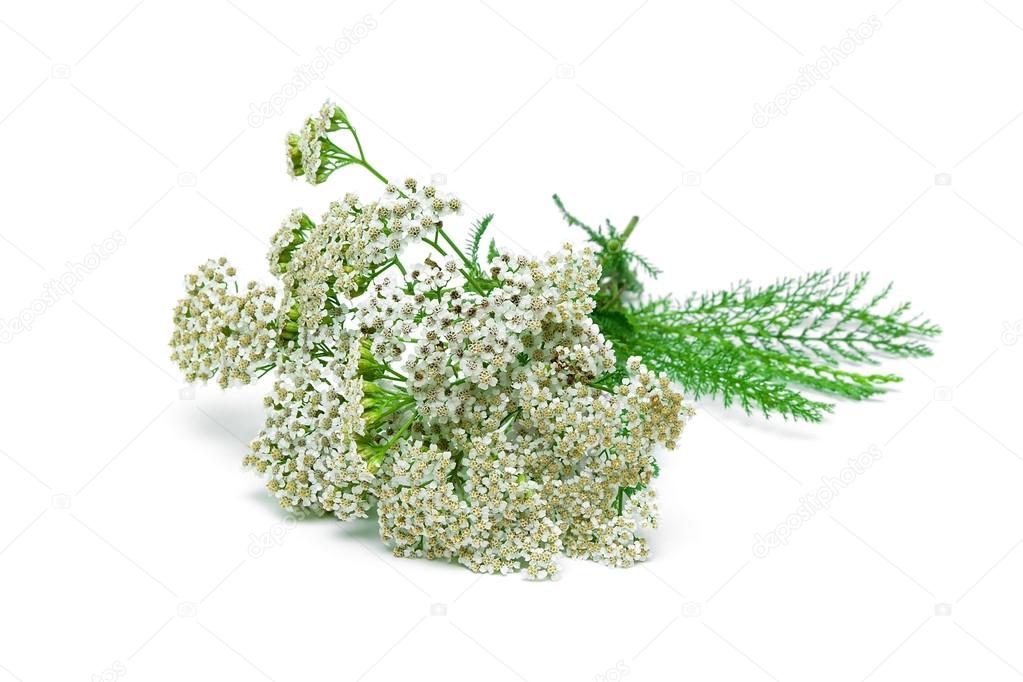 yarrow plant closeup on a white background