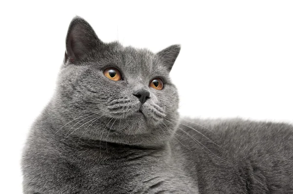 Porträtt av en grå katt med gula ögon på en vit bakgrund — Stockfoto