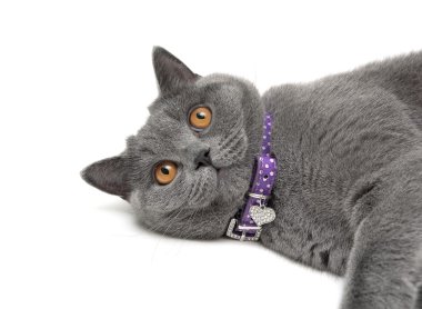 bir kedi beyaz zemin üzerine sarı gözlü portresi