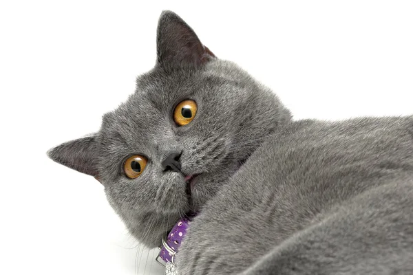 Cat with yellow eyes closeup — Stock Photo, Image