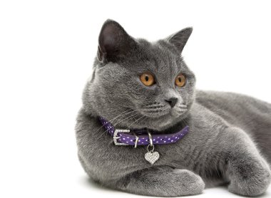 Gri kedi sarı gözlü portresi. Beyaz arka plan.