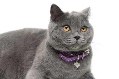 Sarı gözlü ve beyaz backgr üzerinde Lila rengi bir yaka ile kedi