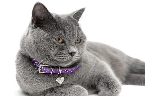 紫の襟で灰色の猫の肖像画。白背景. — ストック写真
