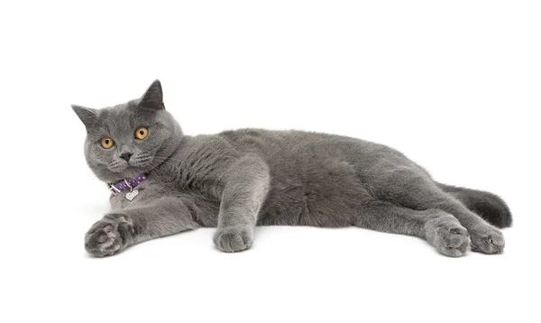 Gatto grigio isolato su sfondo bianco — Foto Stock