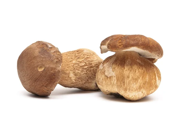 Two fresh mushrooms closeup on white background — Stock Photo, Image