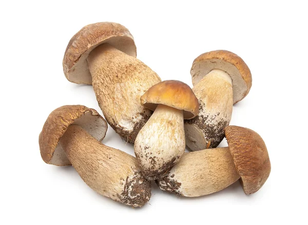 Cogumelos frescos closeup no fundo branco — Fotografia de Stock