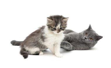 yavru kedi ve beyaz arka plan üzerinde izole Gri kedi