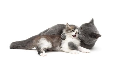 Gri kedi beyaz arka plan üzerinde izole küçük bir yavru kedi ile çalış