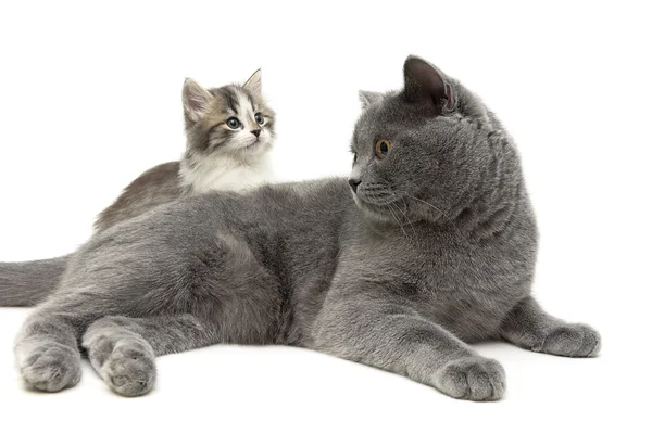Gato adulto y gatito pequeño sobre un fondo blanco — Foto de Stock