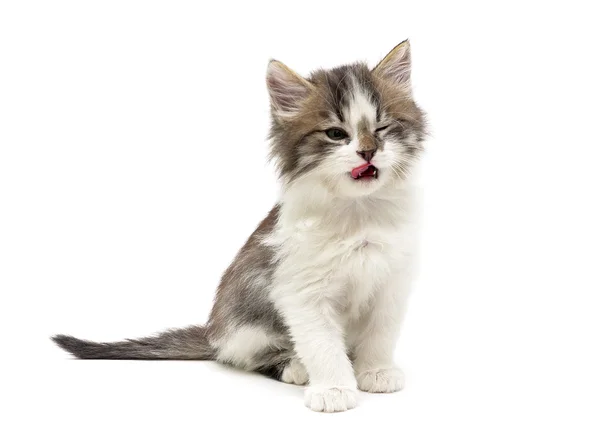 Gatito esponjoso se sienta sobre un fondo blanco de cerca — Foto de Stock