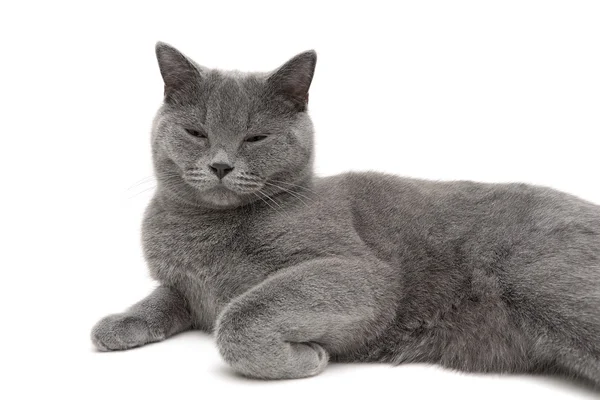 Серый кот спит на белом фоне крупным планом — стоковое фото