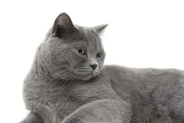 Schöne graue Katze (Alter 11,0 Monate) auf weißem Hintergrund liegend — Stockfoto