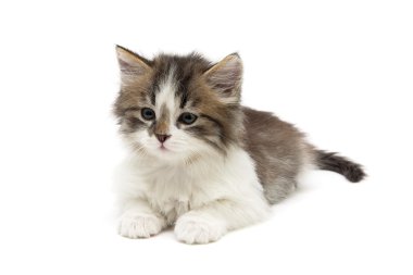 Beyaz arkaplanda izole kedi yavrusu