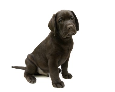 Köpek yavrusu Labrador geri almak çikolata rengi beyaz bir arka plan üzerinde