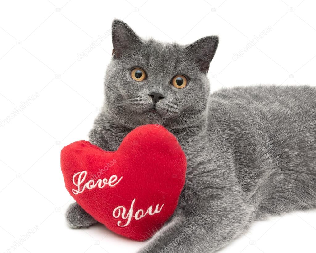 gray scottish cat with a red cushion. white background.