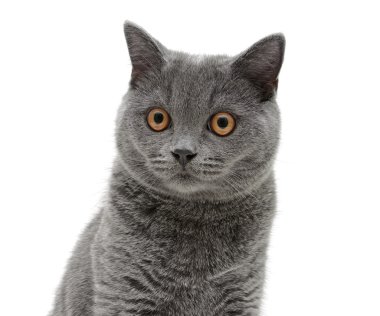 Beyaz bir arka planda Gri kedi portresi