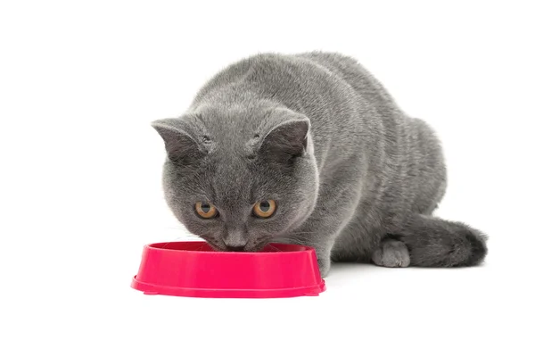 Gato escocés gris come comida de un cuenco rosa sobre un fondo blanco — Foto de Stock