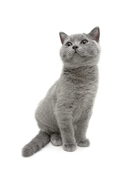 Small kitten sits on a white background — Stock Photo, Image