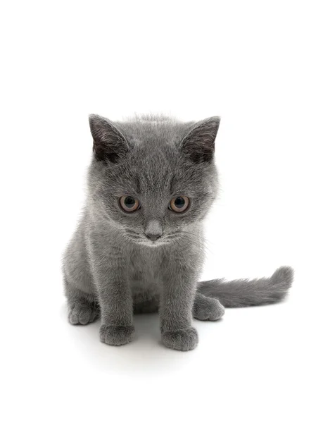 Scottish breed gray kitten on a white background close-up — Stock Photo, Image