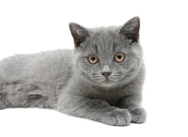 Gray kitten lies on a white background — Stock Photo, Image