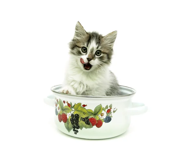 Kitten zitten in een pot op een witte achtergrond — Stockfoto