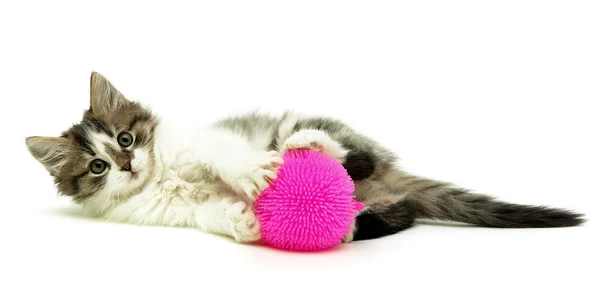 Mały kociak puszysty z zabawkami leżącego na białym tle — Zdjęcie stockowe