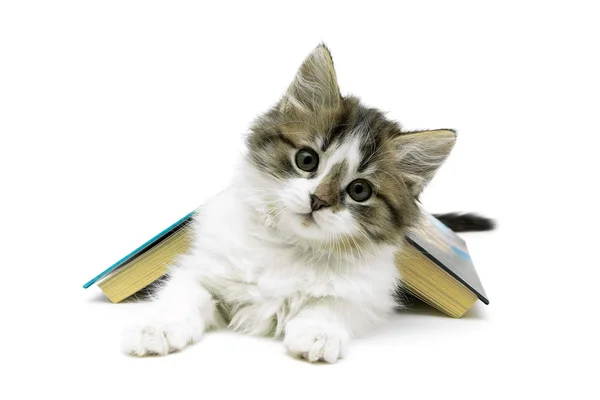 Gatito esponjoso y libro abierto aislado sobre fondo blanco —  Fotos de Stock
