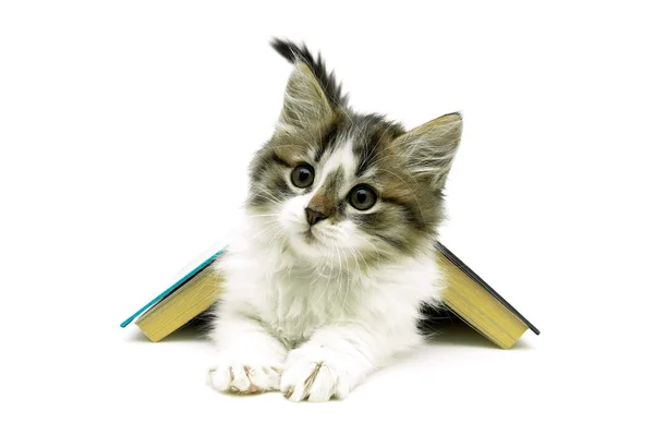 Gatito esponjoso se encuentra bajo el libro abierto. fondo blanco . —  Fotos de Stock