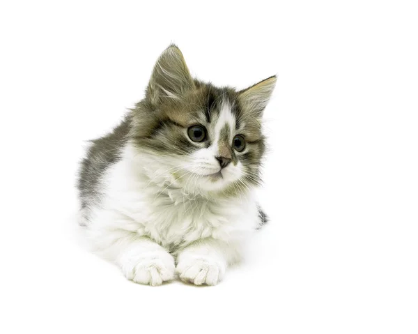 Nádherný nadýchaný kotě izolovaných na bílém pozadí detail — Stock fotografie