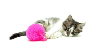 yavru kedi ve topu pembe renk beyaz arka plan üzerinde izole