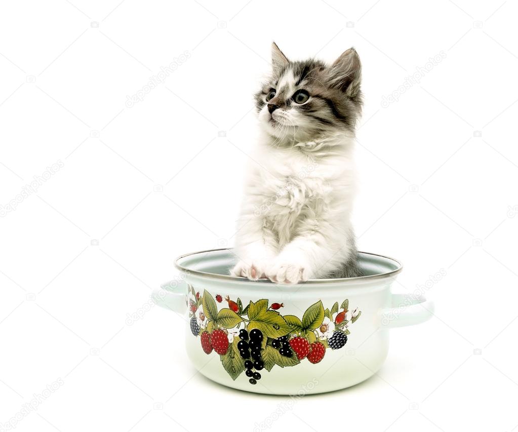 fluffy kitten sitting in a metal pan isolated over white backgro