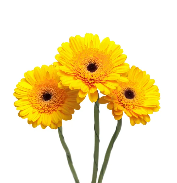 Fleurs de gerbera jaunes isolées sur fond blanc gros plan — Photo