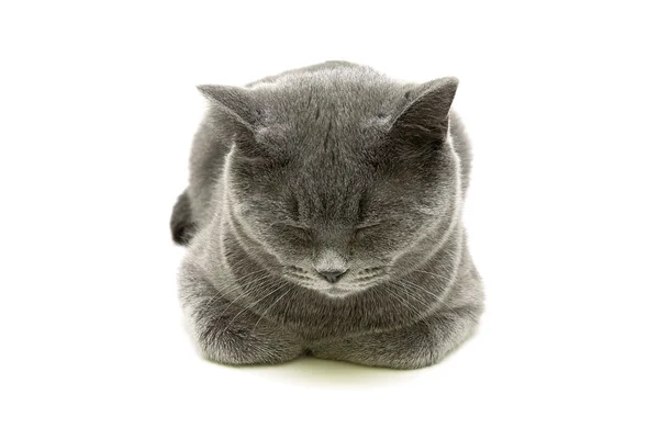 Dormire gatto grigio isolato su sfondo bianco — Foto Stock