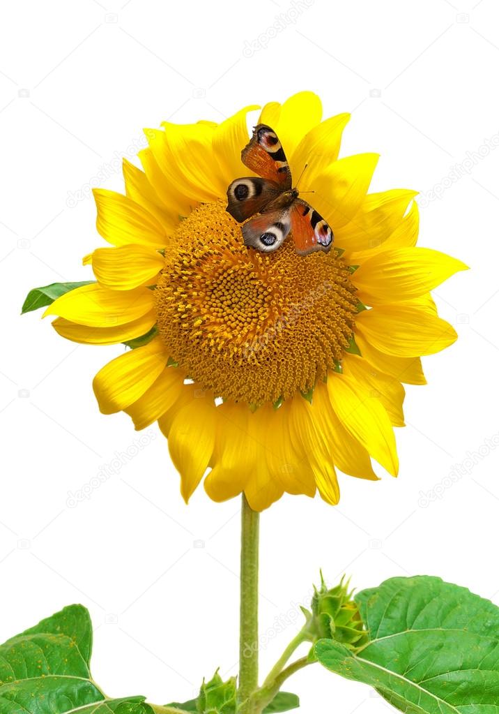 Butterfly sitting on a sunflower isolated on a white background