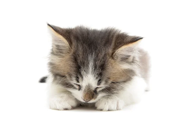 Dormir pequeño peludo gatito aislado en blanco fondo cerca - — Foto de Stock