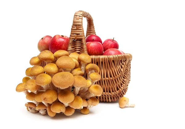 Cogumelos florestais e uma cesta de maçãs isoladas em backgr branco — Fotografia de Stock