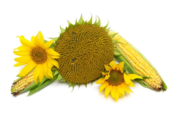 Mature sunflowers and corn on the cob isolated on white backgrou — Stock Photo, Image