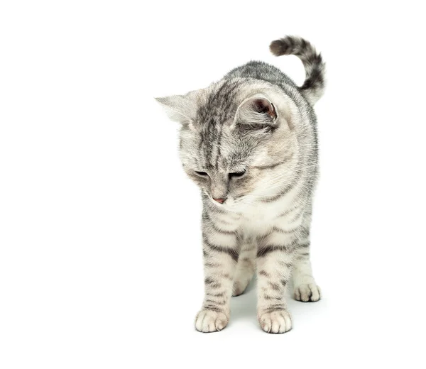 Felino fofo de pé isolado no fundo branco — Fotografia de Stock