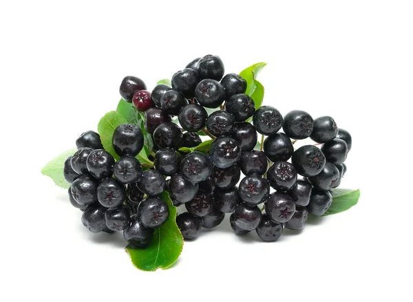 Beyaz bir arka plan üzerinde izole Aronia olgun meyveler demet