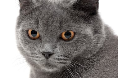 bir kedi beyaz zemin üzerine sarı gözlü portresi