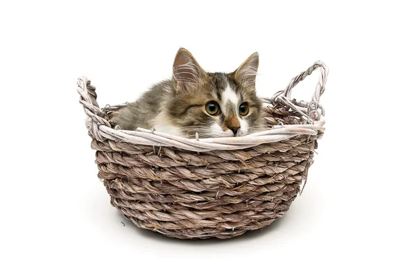 Котенок лежит в плетеной корзине изолированы на белом фоне — стоковое фото