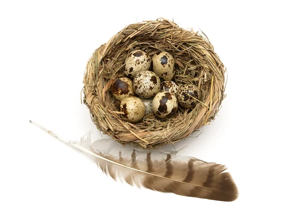 Veren van een vogel en eieren in een nest geïsoleerd op een witte backgro — Stockfoto