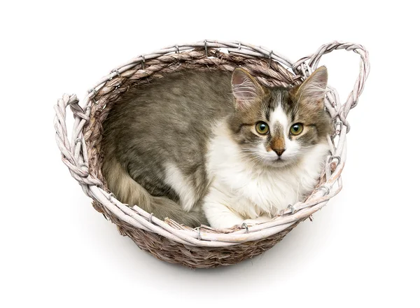 白い背景の上の籐かごの横になっているふわふわの子猫 — ストック写真