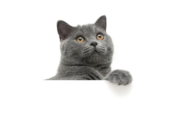 Kat met gele ogen op een witte achtergrond zit achter een witte b — Stockfoto